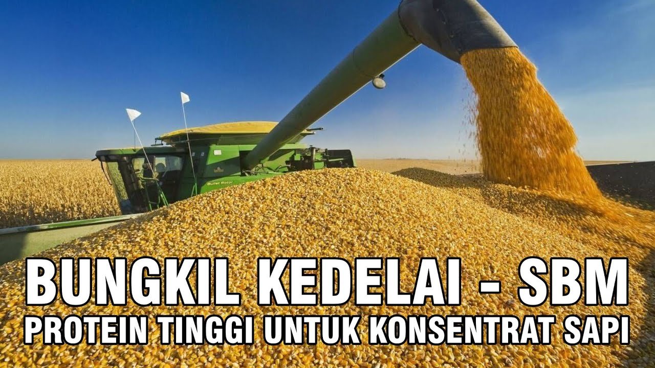 
                                 Pakan-Soyabean-Meal-SBM-Untuk-Ternak-Sapi-Ruminansia-Hingga-Unggas